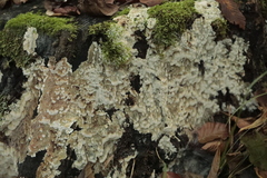 Coniophora puteana