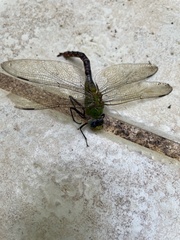 Anax concolor