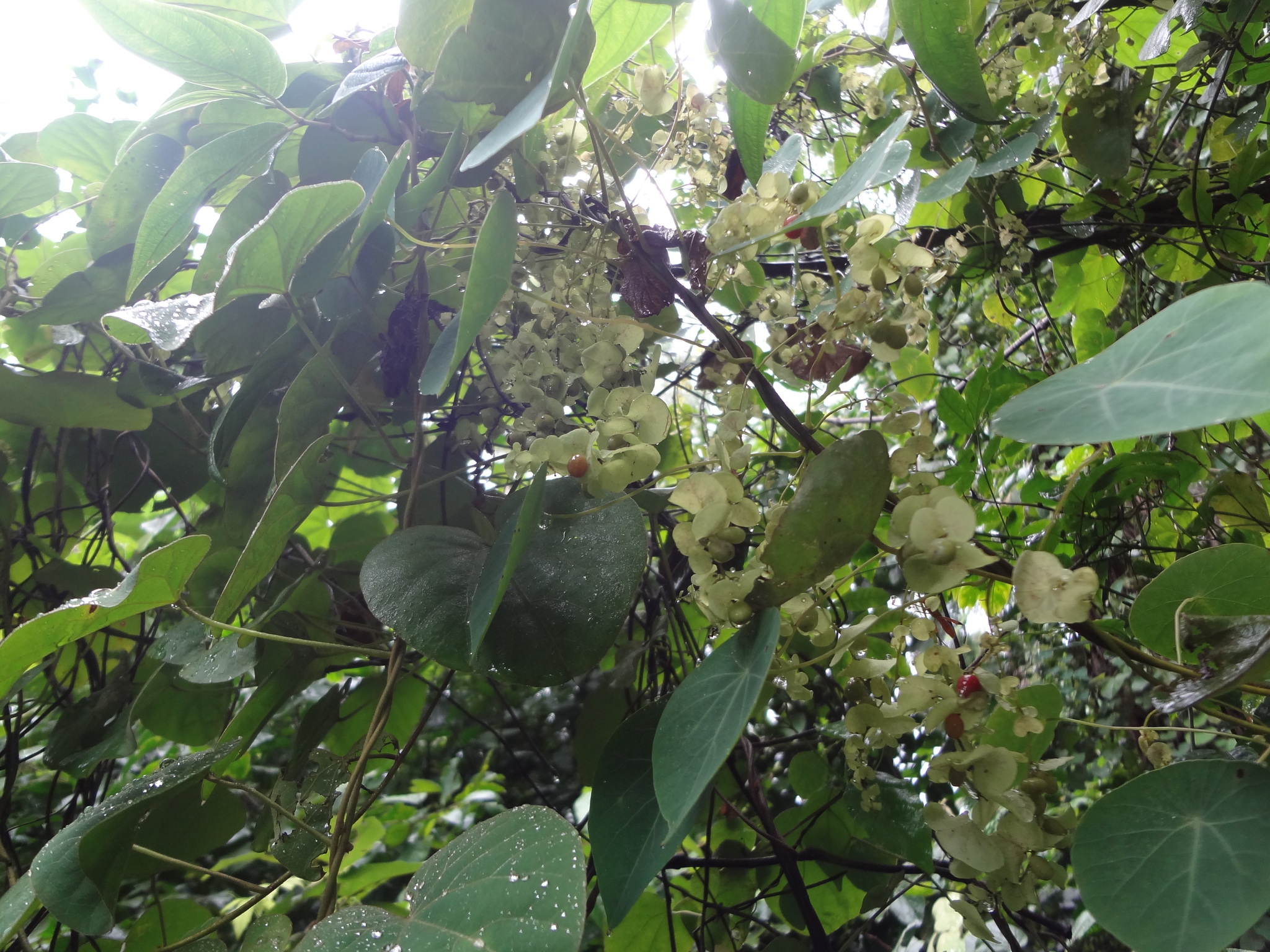 Cissampelos pareira