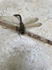 Anax concolor