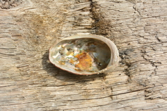 Haliotis kamtschatkana