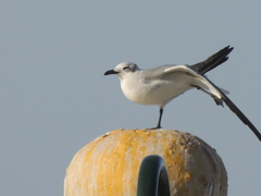 Leucophaeus atricilla