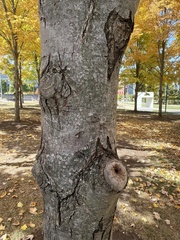 Acer saccharum
