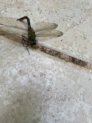 Anax concolor