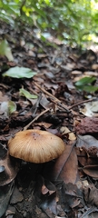 Agaricus