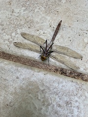 Anax concolor