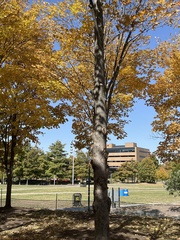 Acer saccharum