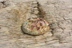 Haliotis kamtschatkana