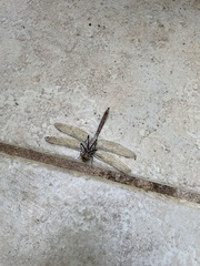 Anax concolor
