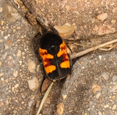 Gametoides subfasciata