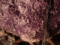 Nectriopsis violacea