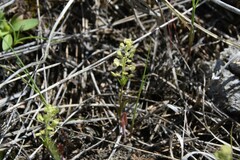 Lepidium densiflorum