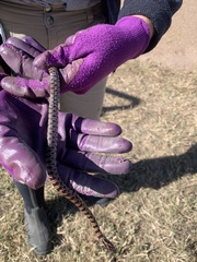 Lampropeltis calligaster
