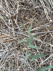Calystegia macrostegia