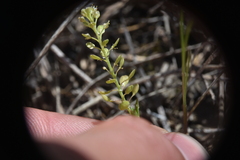 Lepidium densiflorum