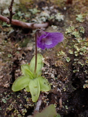 Pinguicula