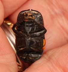 Gametoides subfasciata