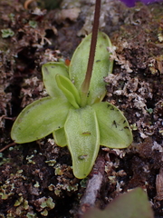 Pinguicula