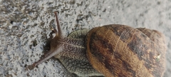 Cornu aspersum