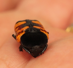 Gametoides subfasciata