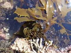 Zonaria aureomarginata