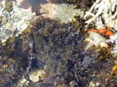 Zonaria aureomarginata