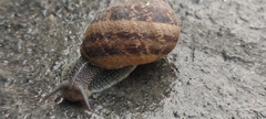Cornu aspersum