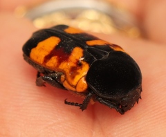 Gametoides subfasciata