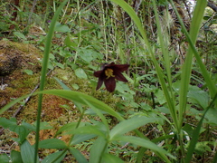Fritillaria camschatcensis