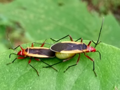 Dysdercus obscuratus