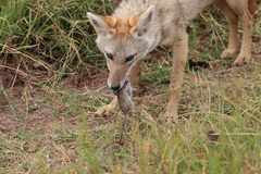 Arvicanthis niloticus