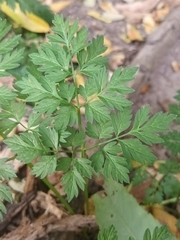 Anthriscus sylvestris