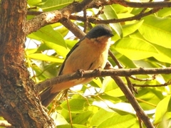 Pipraeidea melanonota