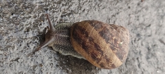 Cornu aspersum