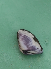 Iphigenia brasiliensis