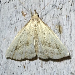 Macrochilo hypocritalis