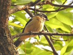 Pipraeidea melanonota