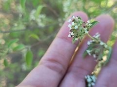 Lippia graveolens