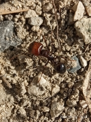 Messor barbarus