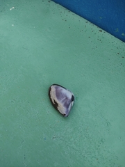 Iphigenia brasiliensis