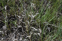 Distichlis spicata