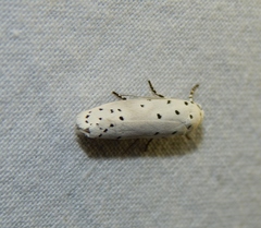Ethmia coscineutis