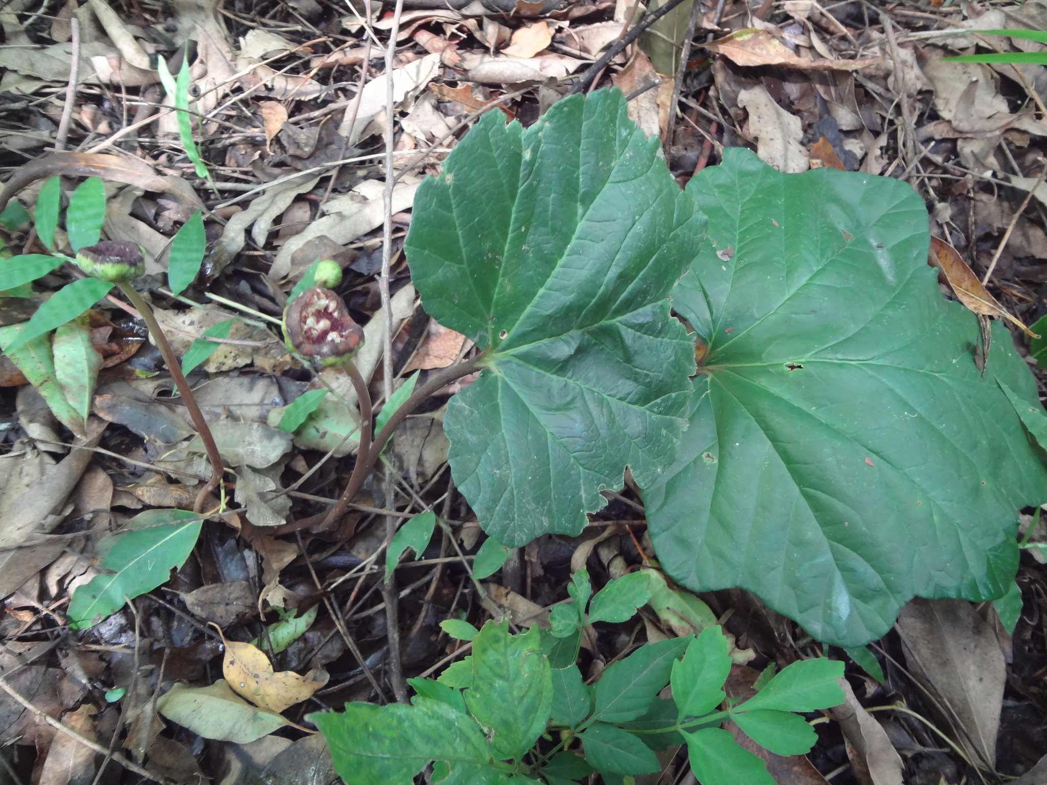 Dorstenia cayapia