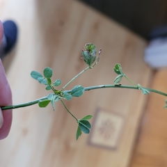 Medicago lupulina