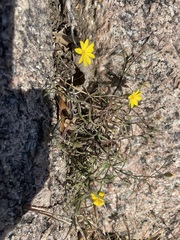 Croptilon divaricatum