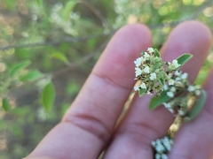 Lippia graveolens