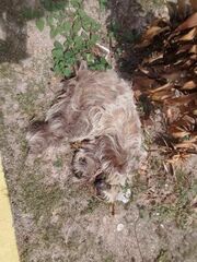 Choloepus didactylus