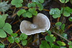 Clitocybe ditopa