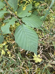 Alnus incana