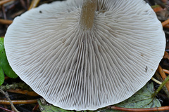 Clitocybe ditopa
